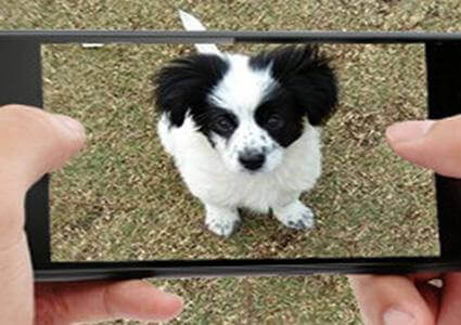 bad photo of your pet