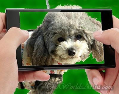 good photo for a good oil pet portrait