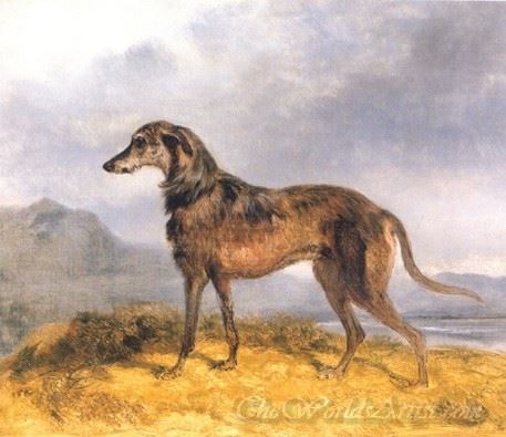 Scottish Deerhound