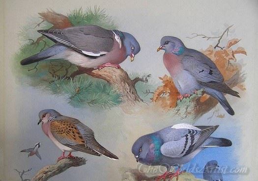 A Wood Pigeon A Stock Dove A Turtle Dove A Rock Pigeon