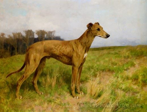 Champion Greyhound Dee Flint