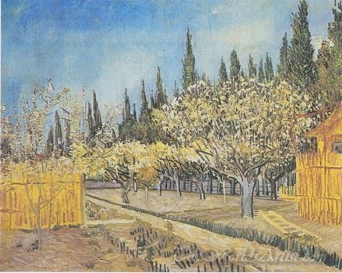 Orchard In Blossom Bordered By Cypresses